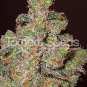 10 UND FEM - CHEESE  * EXPERT SEEDS 10 UND FEMINIZADAS