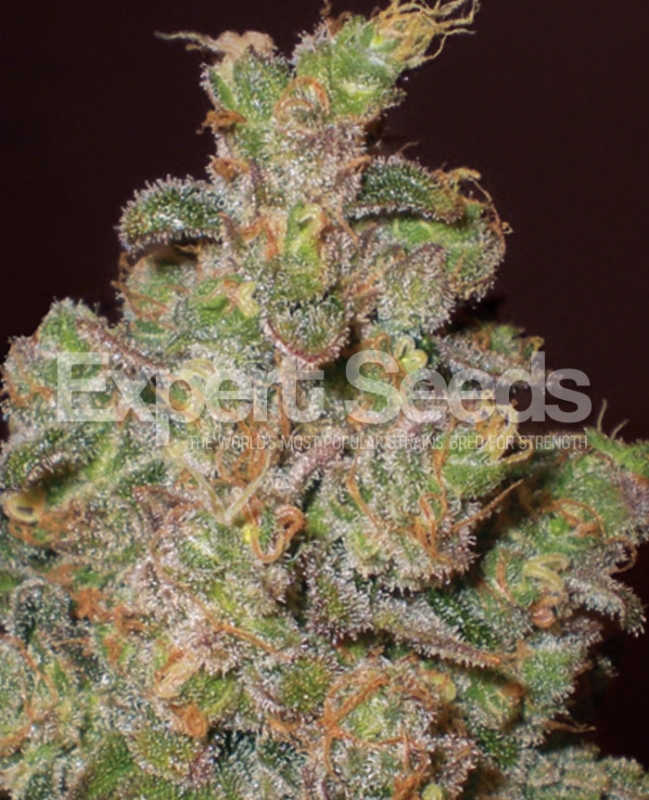3 UND FEM - CHEESE * EXPERT SEEDS 3 UND FEMINIZADAS