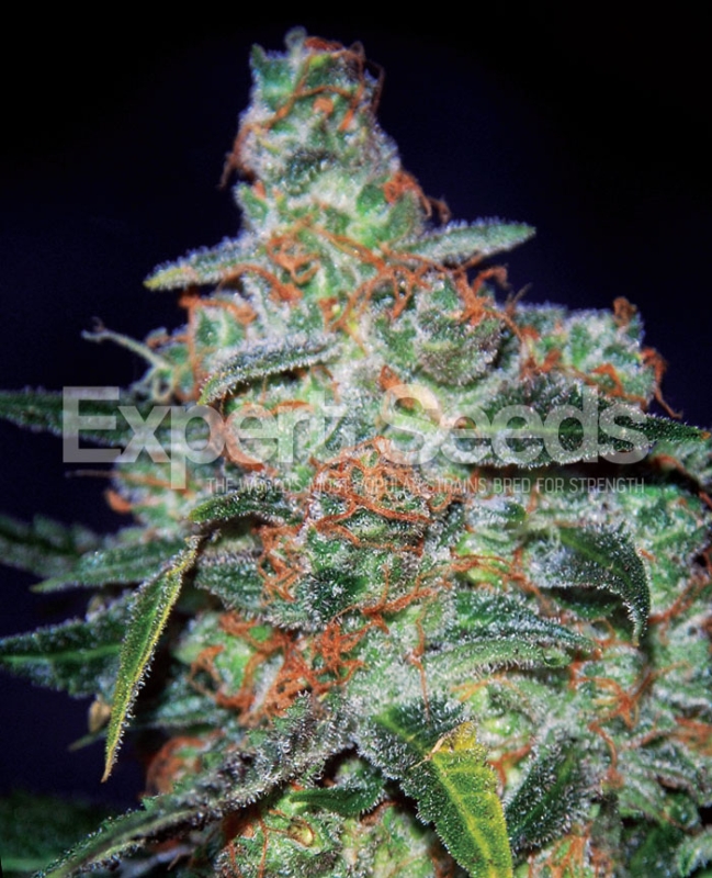 1 UND FEM - CHEESE  AUTO  * EXPERT SEEDS 1 UND FEMINIZADA