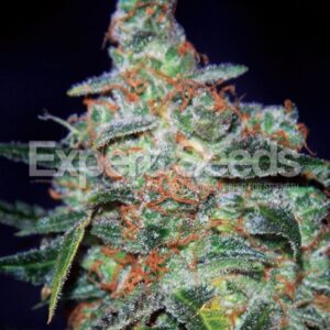 10 UND FEM - CHEESE  AUTO * EXPERT SEEDS 10 UND FEMINIZADAS