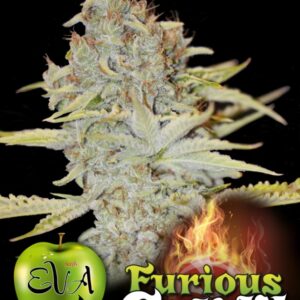 500 UND FEM - FURIOUS CANDY * EVA SEEDS 500 UND FEMINIZADAS