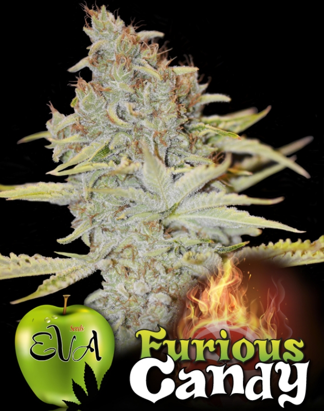 500 UND FEM - FURIOUS CANDY * EVA SEEDS 500 UND FEMINIZADAS