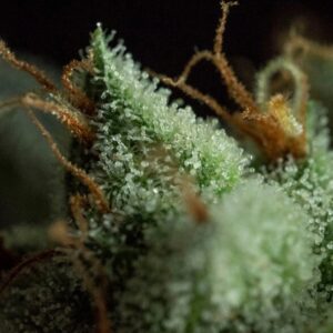 10 UND REG - G.O.S * R-KIEM SEEDS 10 UND REGULARES