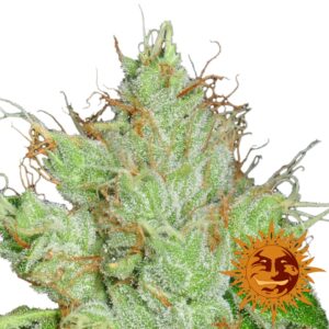 10 UND REG - G13 HAZE * BARNEY#S FARM REGULAR 10 UND