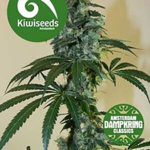 5 UND FEM - G13 X AMNESIA * KIWISEEDS DAMPKRING CLASSICS 5 UND FEMINIZADAS