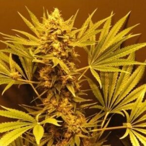 15 UND REG - G13 X HAZE * MR NICE NATURAL 15 UND REG