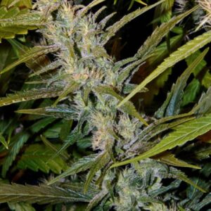 15 UND REG - G13 X SKUNK * MR NICE NATURAL 15 UND REG