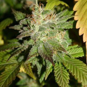 15 UND REG - G13 X WIDOW * MR NICE NATURAL 15 UND REG