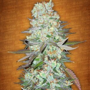 1 UND FEM - G14 * FASTBUDS SEEDS FEMINIZADA 1 UND