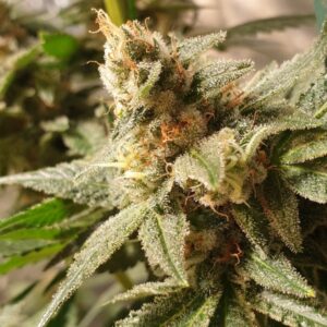 1 UND FEM - GALA CBD * R-KIEM SEEDS 1 UND FEMINIZADAS