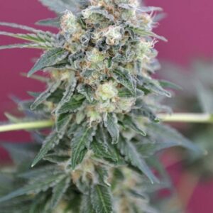 10 UND REG - GANESH * MANDALA SEEDS 10 UND REGULARES