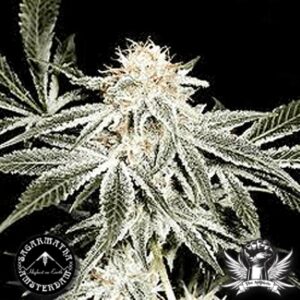 10 UND REG - GARDENER'S CHOICE  * SAGARMATHA REGULARES 10 UND