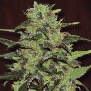 1 UND FEM - GASOLINE * EXCLUSIVE SEEDS 1 UND FEM