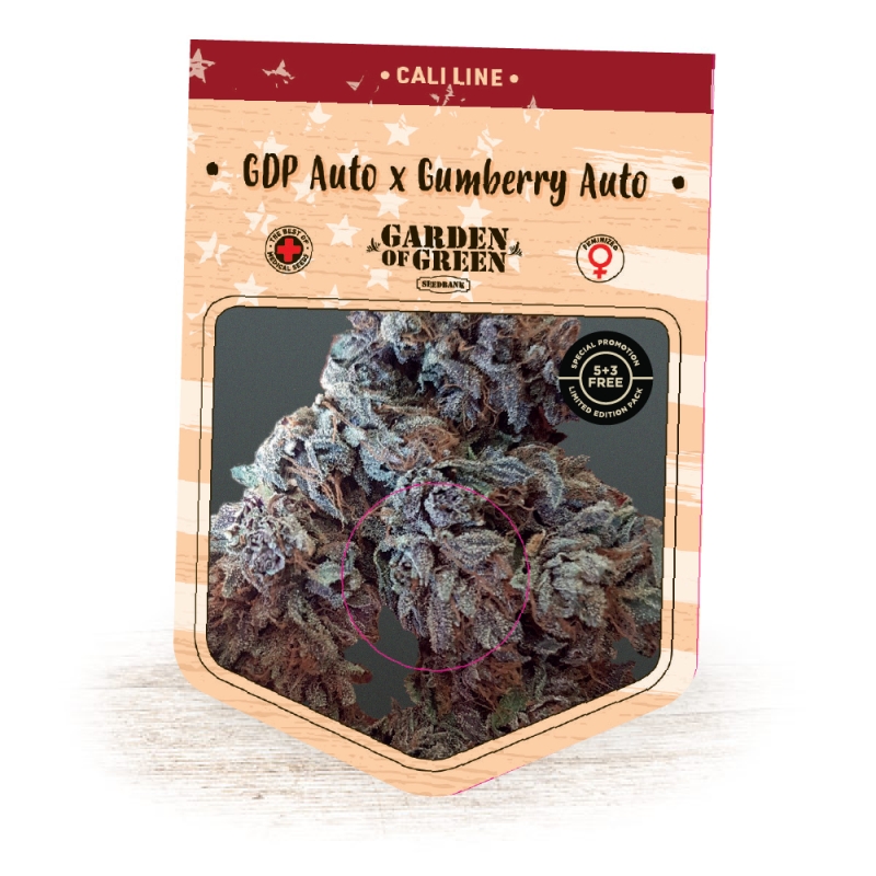 15 UND FEM - GDP AUTO X GUMBERRY AUTO * GARDEN OF GREEN 15 UND FEMINIZADAS