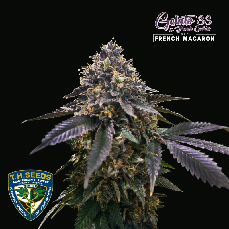 5 UND FEM -  FRENCH MACARON  GELATO 33 X FRENCH COOKIES * T.H. SEEDS 5 UND FEMINIZADAS