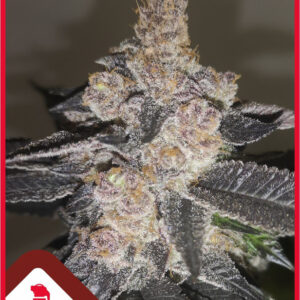 5 UND FEM - GELATO 242 * MEDICAL SEEDS 5 UND FEM