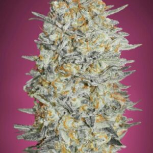 3 UND FEM - GELATO #33 * ADVANCED SEEDS 3 UND FEM