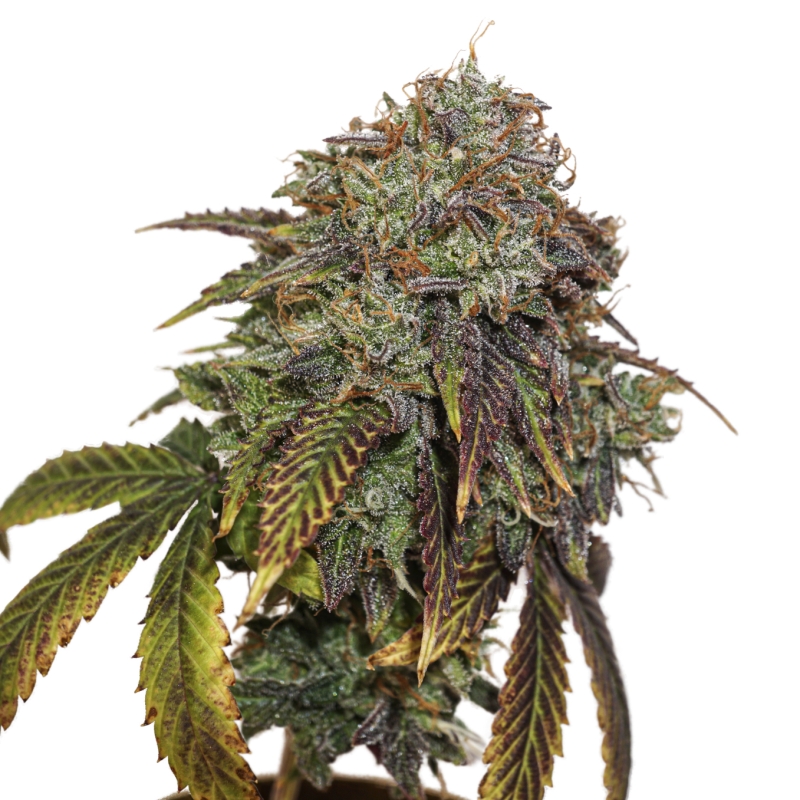 5 UND FEM - GELATO 41 AUTO * SEEDSTOCKERS 5 UND FEMINIZADAS