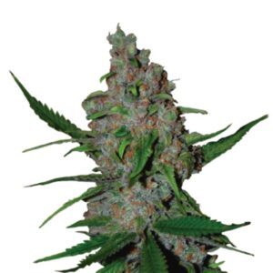 5 UND FEM - GELATO 41 FAST FEM * SEEDSTOCKERS 5 UND FEMINIZADAS