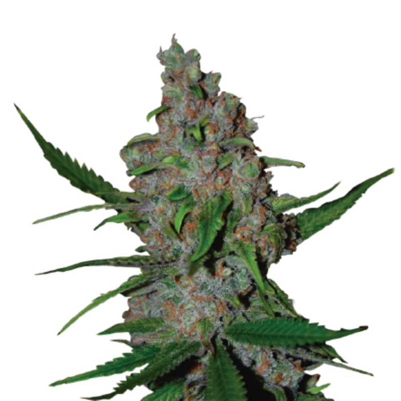 5 UND FEM - GELATO 41 FAST FEM * SEEDSTOCKERS 5 UND FEMINIZADAS