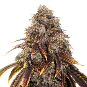1 UND FEM - GELATO 41 * SEEDSTOCKERS FEMINIZADA 1 UND