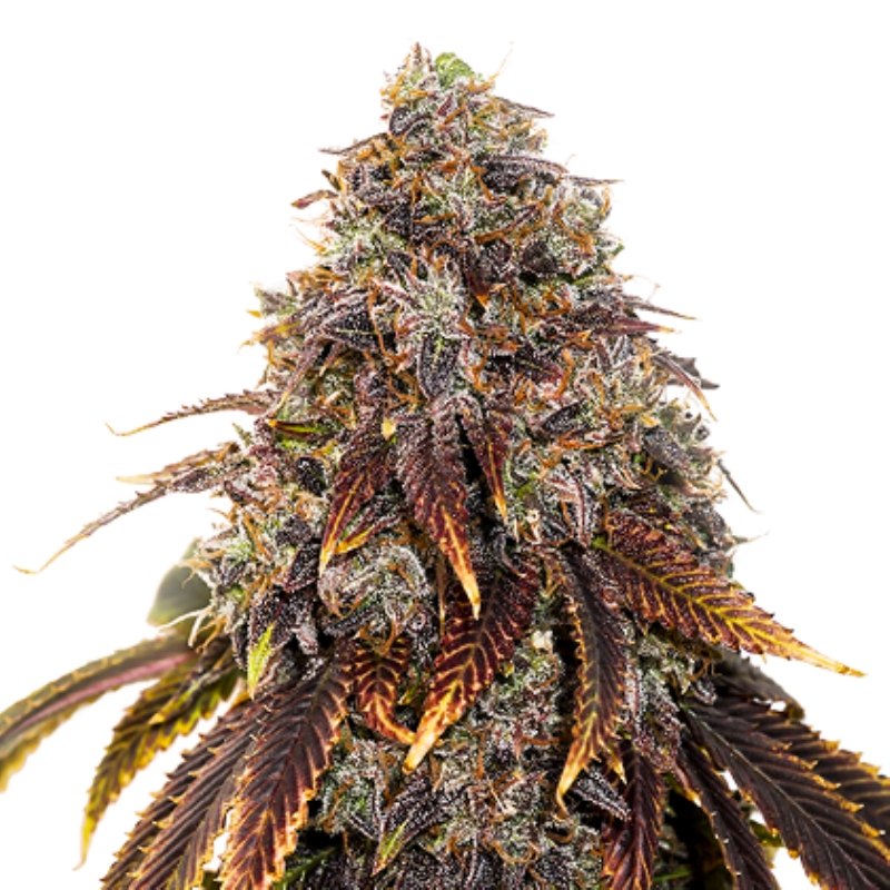 1 UND FEM - GELATO 41 * SEEDSTOCKERS FEMINIZADA 1 UND