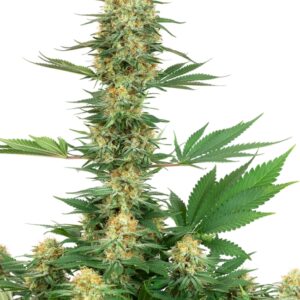 5 UND FEM  - GELATO #420 * SENSI WHITE LABEL 5 UND FEMINIZADAS