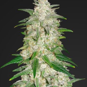 10 UND FEM - GELATO AUTO * FASTBUDS SEEDS FEMINIZADA 10 UND
