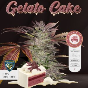 5 UND FEM - GELATO CAKE  * T.H. SEEDS 5 UND FEMINIZADAS