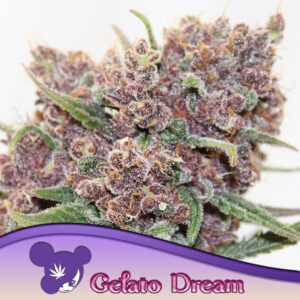 5 UND FEM - GELATO DREAM * ANESIA SEEDS 5 FEMINIZADAS