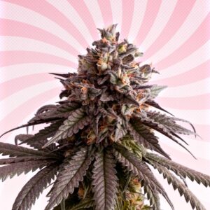 1 UND FEM - GELATO-K * KANNABIA SEEDS 1 UND FEMINIZADAS