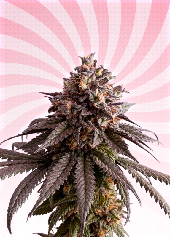 1 UND FEM - GELATO-K * KANNABIA SEEDS 1 UND FEMINIZADAS