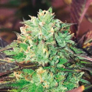 1 UND FEM - GELATO ROYAL * THE KUSH BROTHERS SEEDS 1 UND FEMINIZADA