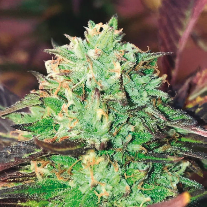 10 UND FEM - GELATO ROYAL * THE KUSH BROTHERS SEEDS 10 UND FEMINIZADA