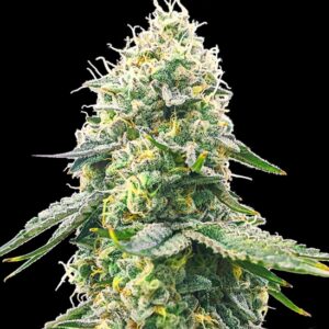 5 UND FEM - GELATO SAMBA * BULK SEED 5 UND FEM