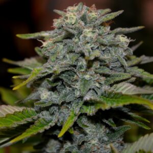 5 UND FEM - GIGABUD * G13 LABS SEEDS 5 FEMINIZADAS