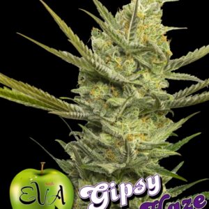 6 UND FEM - GIPSY HAZE * EVA SEEDS 6 UND FEMINIZADAS