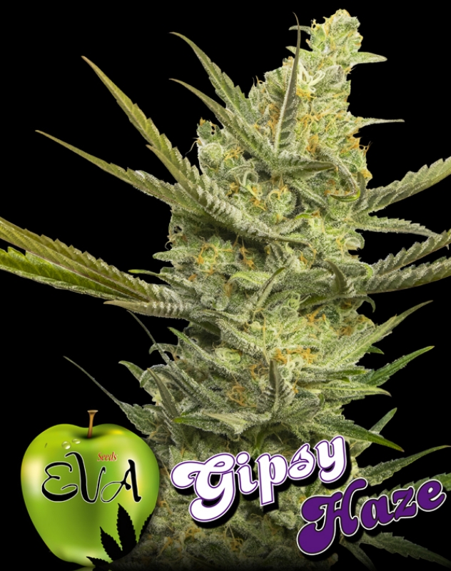 100 UND FEM - GIPSY HAZE * EVA SEEDS 100 UND FEMINIZADAS