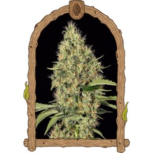 10 UND FEM - GIPSY WIDOW * EXOTIC SEED FEMINIZADA 10 UND