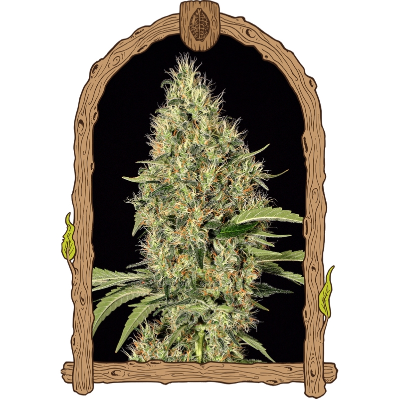 10 UND FEM - GIPSY WIDOW * EXOTIC SEED FEMINIZADA 10 UND