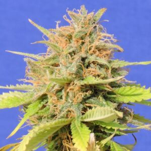 3 UND FEM - GIRL SCOUT COOKIES AUTO * ORIGINAL SENSIBLE 3 UND FEMINIZADA