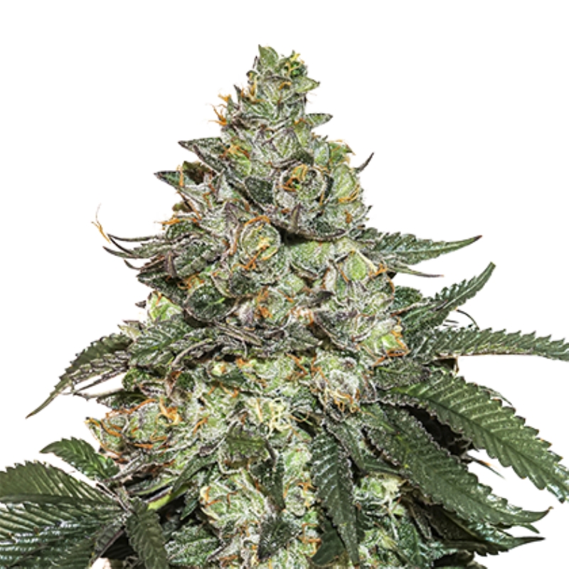5 UND FEM - GIRL SCOUT COOKIES AUTO * SEEDSTOCKERS 5 UND FEMINIZADAS