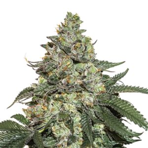 3 UND FEM - GIRL SCOUT COOKIES AUTO * SEEDSTOCKERS 3 UND FEMINIZADAS