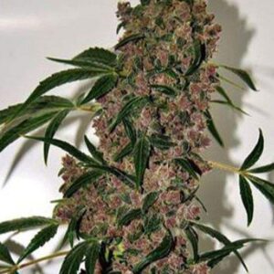 5 UND FEM - GIRL SCOUT COOKIES EXTREME * THE BULLDOG SEEDS 5 UND FEM