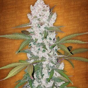 10 UND FEM - GIRL SCOUT COOKIES * FASTBUDS SEEDS FEMINIZADA 10 UND