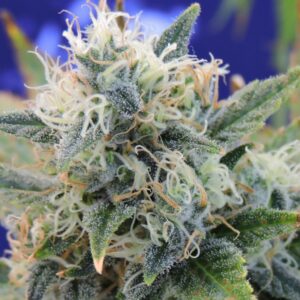 3 UND FEM - GIRL SCOUT COOKIES * ORIGINAL SENSIBLE 3 UND FEMINIZADA