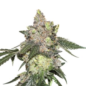 3 UND FEM - GIRL SCOUT COOKIES * SEEDSTOCKERS 3 UND FEMINIZADAS
