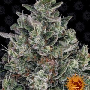 5 UND FEM - GLOOKIES * BARNEY'S FARM 5 UND FEMINIZADAS