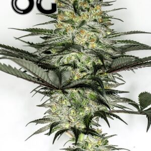 5 UND FEM - GLORY OG * POSITRONICS 5 UND FEMINIZADAS