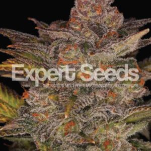 10 UND FEM - BLUEBERRY GLUE AUTO * EXPERT 10 UND FEMINIZADAS